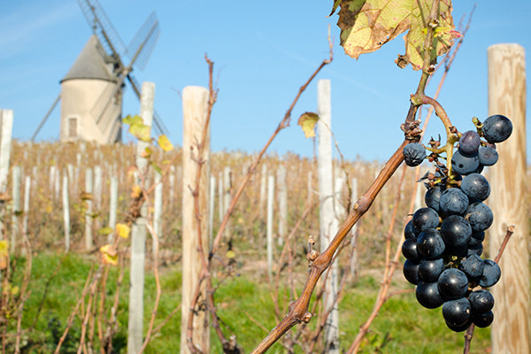 A cluster of gamay in front of the famous windmill of Moulin-A-Vent.