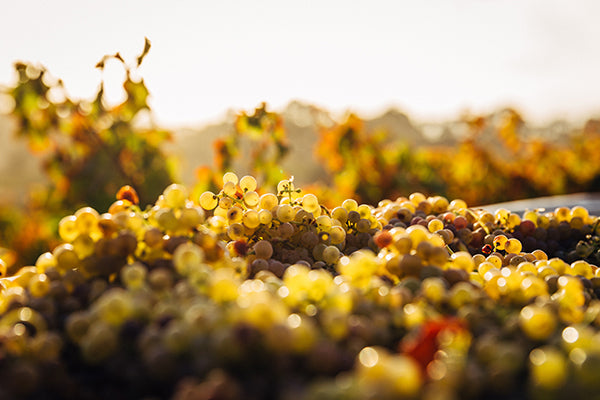 Chenin Blanc grapes sorted during harvest in the Loire Valley.