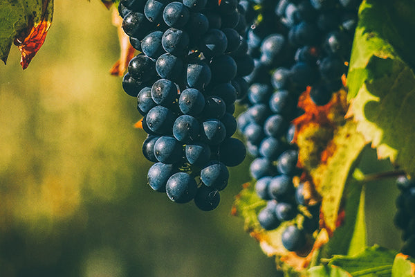 Grapes from a Cru of Beaujolais.