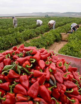 LC Red Sweet Piquillo Peppers de Lodosa DO 9.2oz